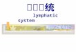 淋巴系统 lymphatic system