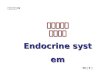 内分泌系统 组织结构 Endocrine system