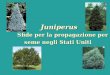 Juniperus Sfide per la propagazione per seme negli Stati Uniti