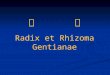 龙      胆 Radix et Rhizoma Gentianae