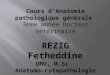 Cours d’Anatomie pathologique générale 3ème  année Docteur Vétérinaire REZIG  Fetheddine DMV, M.Sc