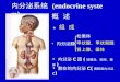 内分泌系统  (endocrine system)