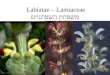 Labiatae – Lamiaceae  משפחת השפתניים