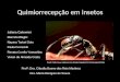 Quimiorrecepção em insetos