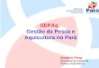 SEPAq  Gestão da Pesca e Aquicultura no Pará