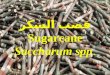 قصب السكر Sugarcane Saccharum spp 
