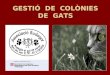 GESTIÓ  DE  COLÒNIES DE  GATS