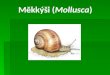 Měkkýši ( Mollusca )