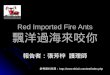 Red Imported Fire Ants 飄洋過海來咬你