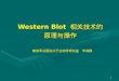 Western Blot  相关技术的 原理与操作 解放军总医院分子生物学研究室   宋海静