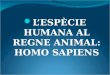 L’ESPÈCIE HUMANA AL REGNE ANIMAL: HOMO SAPIENS