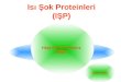 Isı Şok Proteinleri (IŞP)