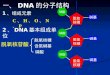 2 、 DNA 基本组成单位