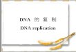 DNA   的  复  制 DNA replication