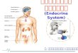 ระบบต่อมไร้ท่อ (Endocrine System)