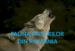 FAUNA PADURILOR DIN ROMANIA