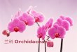 兰科 Orchidaceae