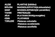 ALEM           PLANTAE (bitkiler) BÖLÜM        MAGNOLIOPHYTA(k.tohumlular)