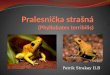 Pralesnička  strašná ( Phyllobates terribilis )