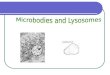 Microbodies and Lysosomes