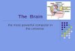 The  Brain