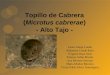 Topillo de Cabrera ( Microtus cabrerae ) - Alto Tajo -