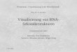 Visualisierung von RNA-Sekundärstrukturen