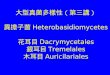 大型真菌多樣性（第三講） 異擔子菌 Heterobasidiomycetes  花耳目 Dacrymycetales 銀耳目 Tremelales 木耳目 Auricilariales