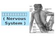 ระบบประสาท  (  Nervous System  )