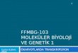 FFMBG-103 MOLEKÜLER BİYOLOJİ VE GENETİK 1