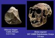 Homo ergaster WT 15000 Nariokotome, Kenya 1.6 mya