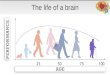 The life of a brain