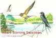 感人的燕子 Heart-Stirring Swallows
