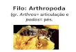 Filo: Arthropoda  (gr.  Arthros = articulação e  podos = pés )