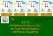 3.3.16 Dinámica del desarrollo  en función del estado  hídrico de la planta