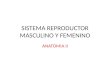 SISTEMA REPRODUCTOR MASCULINO Y FEMENINO