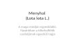 Menyhal  ( Lota lota  L.)
