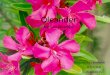 Oleander Nerium  Oleander