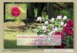 Sortiment  rododendrónov ( Rhododendron  sp .) a ruží  ( Rosa sp .) v Arboréte Borová hora