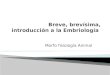 Breve, brevísima, introducción a la Embriología