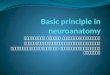 Basic principle in  neuroanatomy