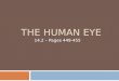 The Human Eye
