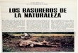 Fauna Iberica 08.Los basureros de la naturaleza.Blanco y Negro.27.05.1967