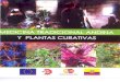 Medicina Tradicional Andina y Plantas Curativas