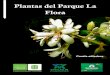 Plantas del parque La Flora