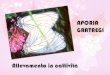 Aporia grataegi (Farfalla del biancospino)