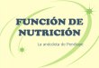 FUNCIÓN DE NUTRICIÓN Y FOTOSÍNTESIS