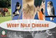 West Nile Disease