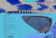 Cynthia 07