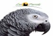 Catálogo 2013 Sun Parrots